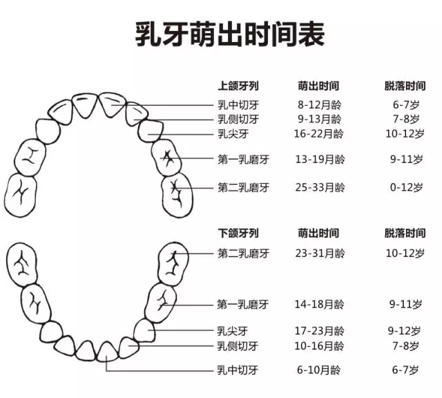 尚佳專業(yè)月嫂丨何時(shí)長(zhǎng)牙才算正常？